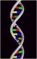helix DNA